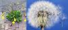 Dandelion Taraxacum officinale